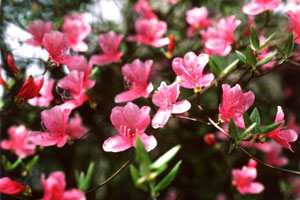 市の花つつじ