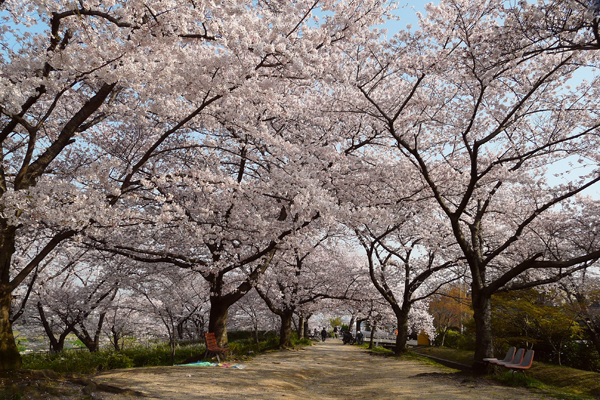 妙見の観桜