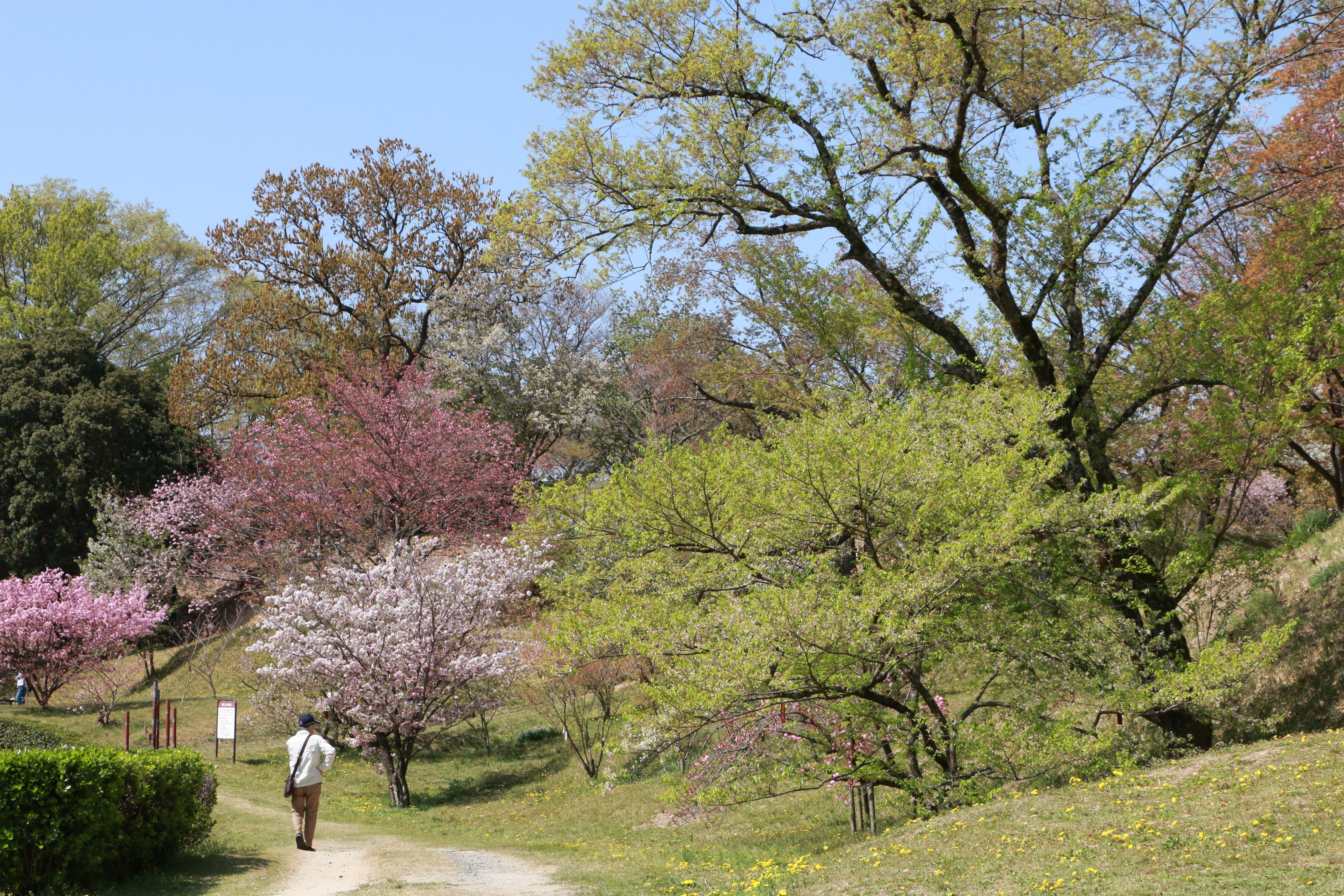 大阪市立大学理学部附属植物園と包括連携協定を締結しました 交野市