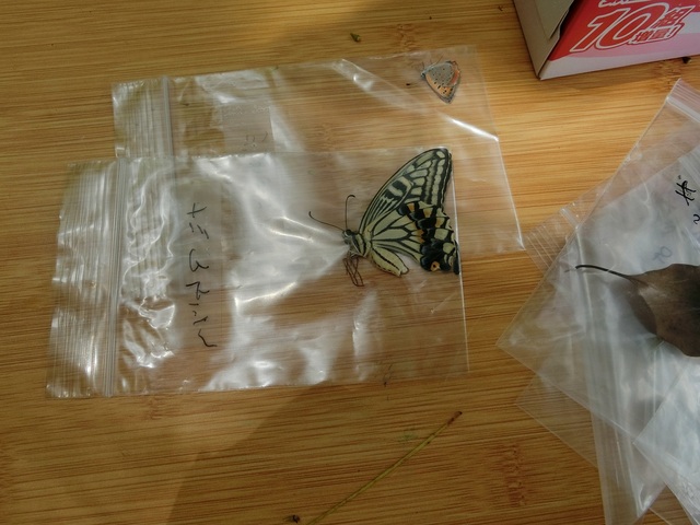 採集した虫