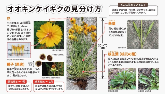 オオキンケイギク資料(環境省より)